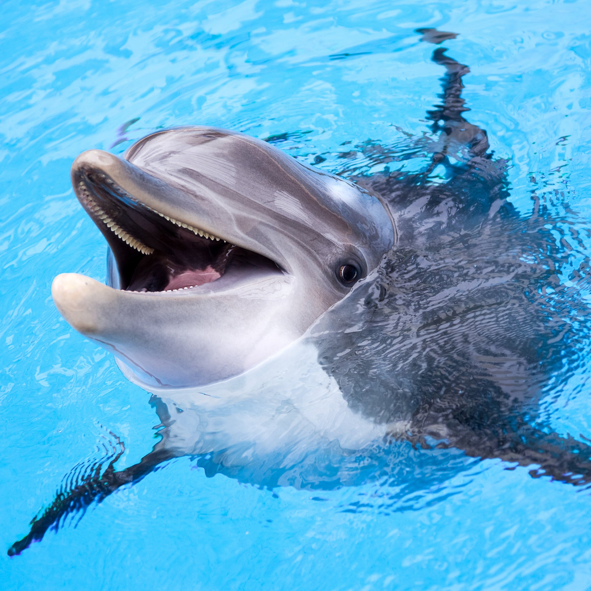 Track a Real Dolphin: The Wave Tracking Bracelet  Animal Tracking Bracelets Deeply Engraved